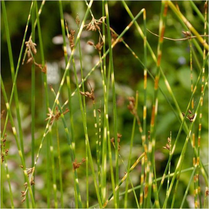 Plante aquatique Jonc zébré - Scirpus lacustris 'Zebrinus' - Image 2