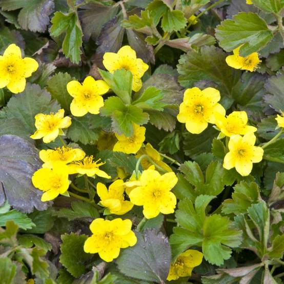 Waldsteinia en potée