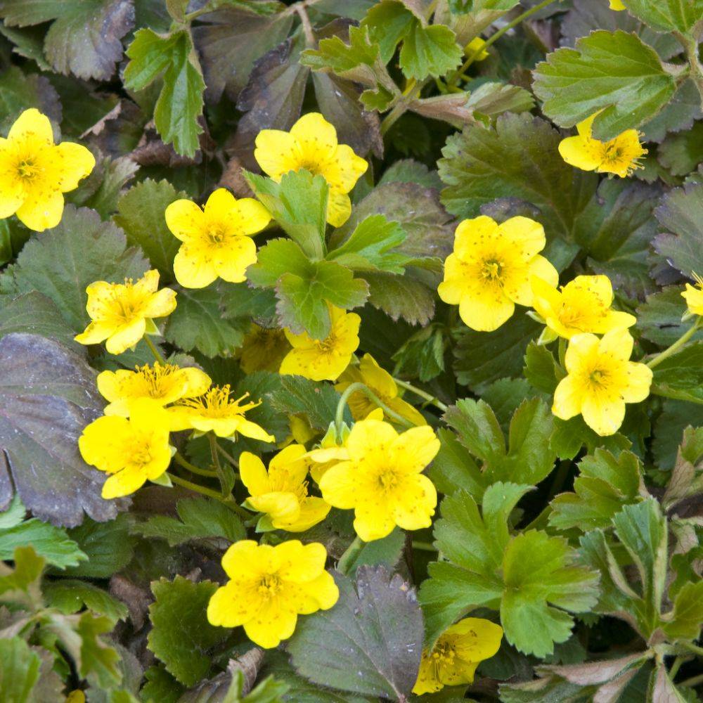 Waldsteinia en potée