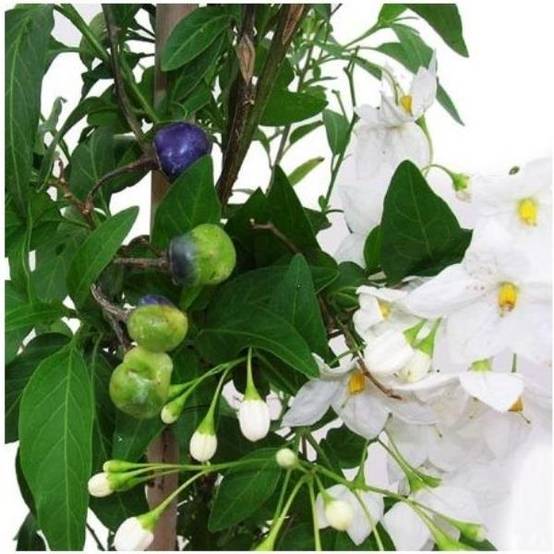 Solanum jasminoïdes Album - Image 1