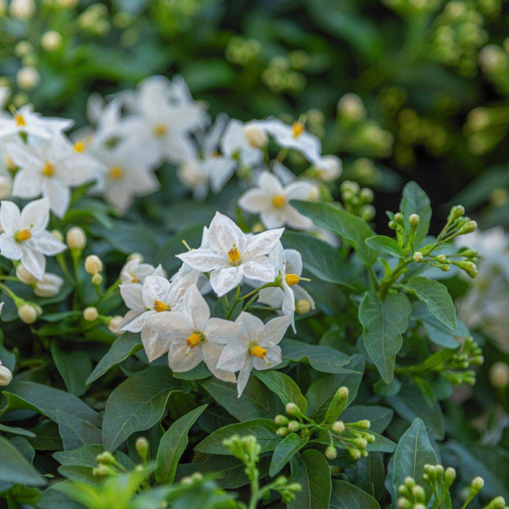Solanum jasminoïdes Album - Image 3