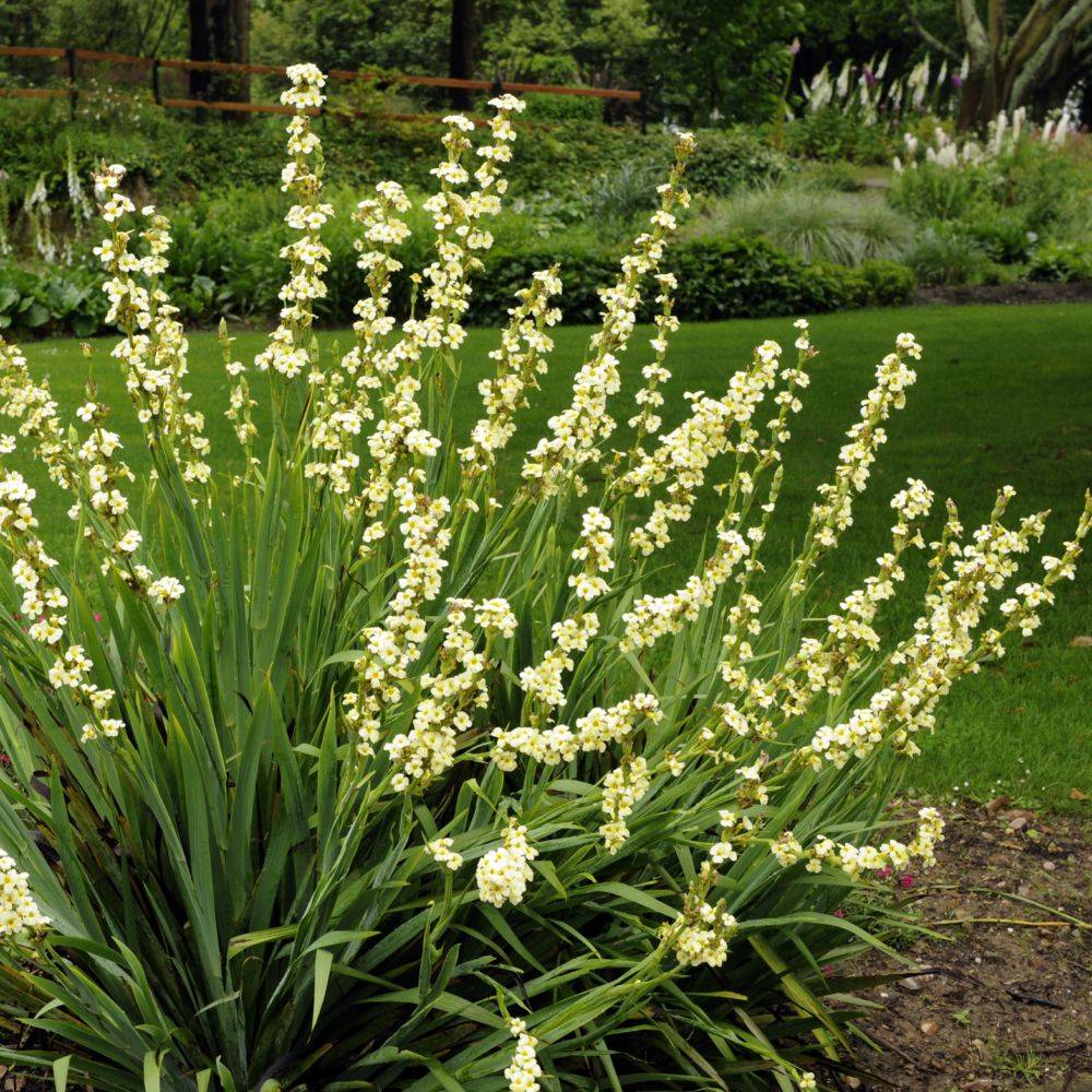 Sisyrinchium blanc teinte jaune raye pourpre lot de 3 - Image 2