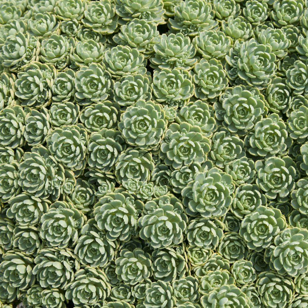 Sedum pachyclados lot de 3