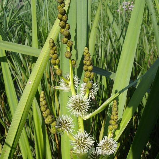 Plante aquatique Sparganium erectum - Rubanier