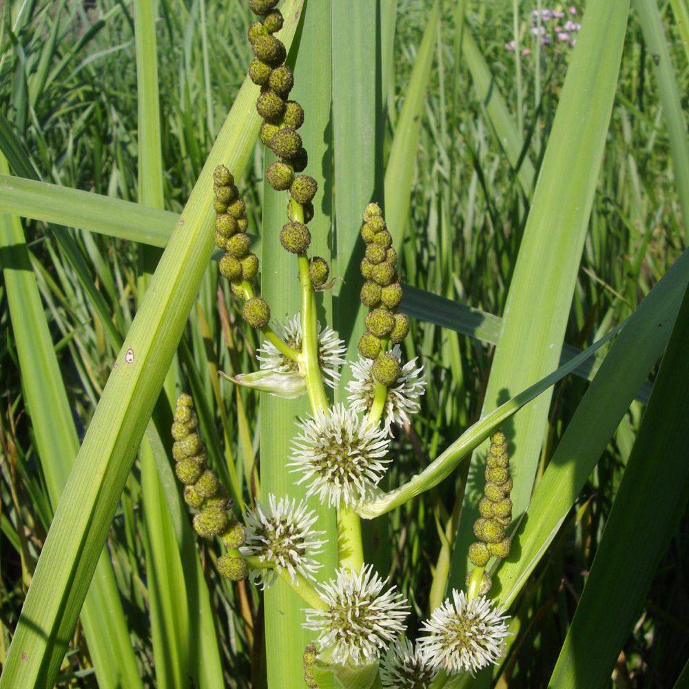 Plante aquatique Sparganium erectum - Rubanier