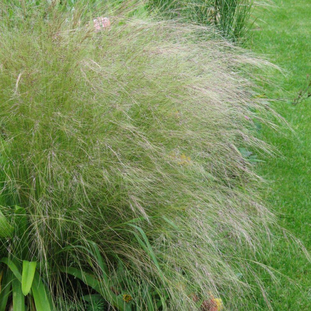 Graminée : Cheveux d'ange - Stipa tenuissima Pony Tails - Image 2