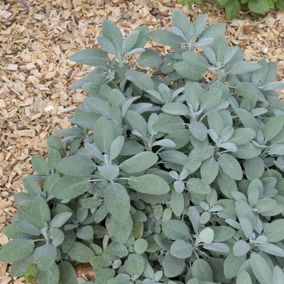 Sauge officinale lot de 3
