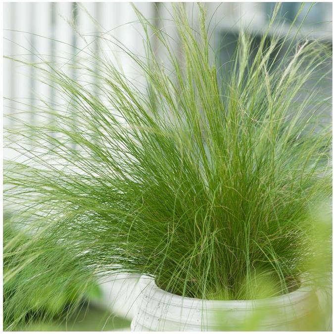 Graminée : Cheveux d'ange - Stipa tenuissima Pony Tails lot de 3 - Image 4