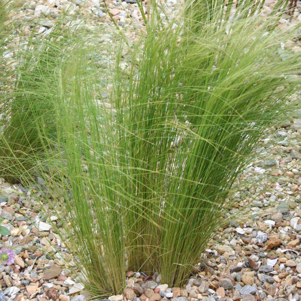 Graminée : Cheveux d'ange - Stipa tenuissima Pony Tails lot de 3 - Image 7