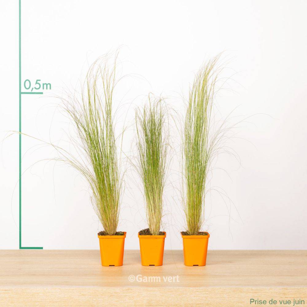 Graminée : Cheveux d'ange - Stipa tenuissima Pony Tails lot de 3 - Image 1
