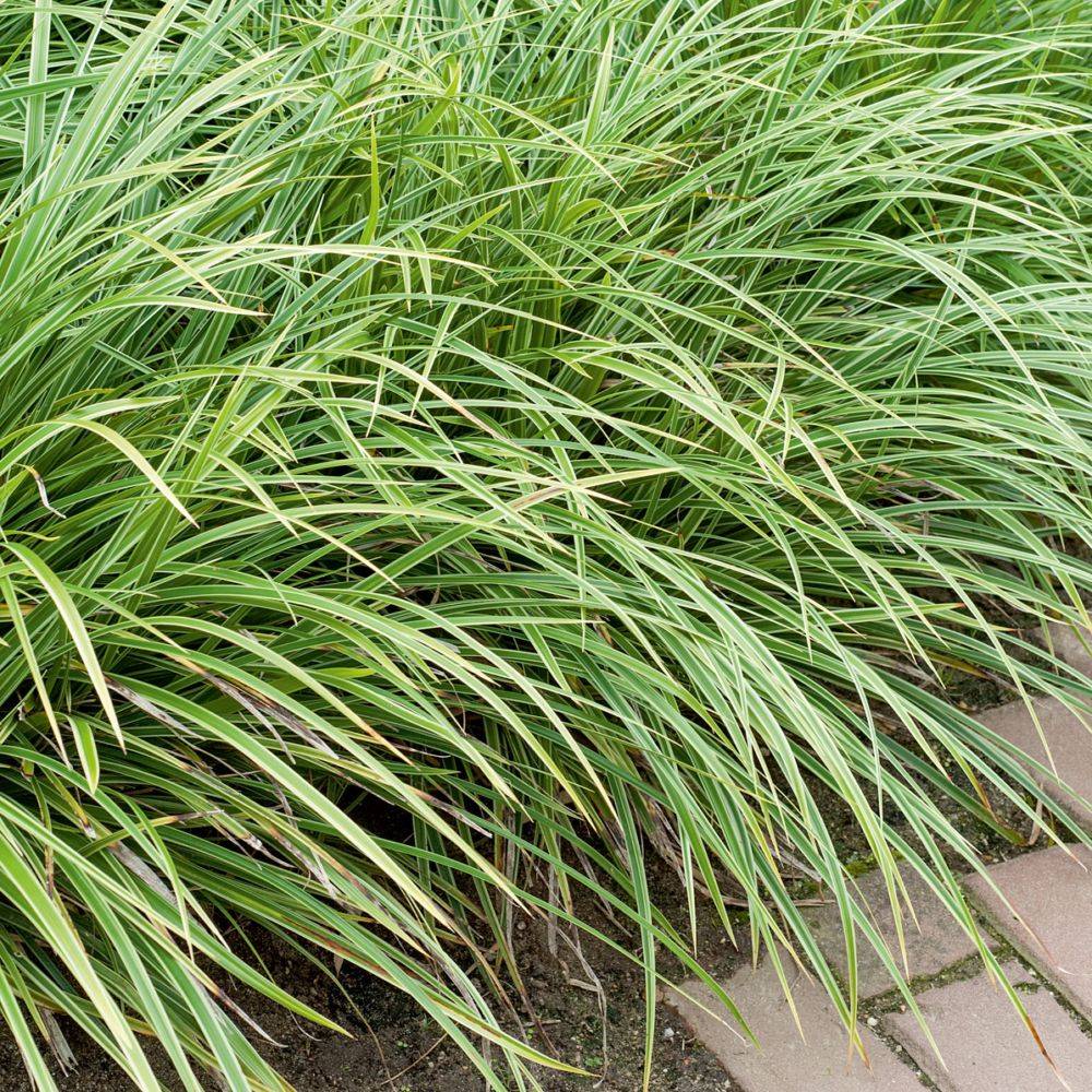 Carex morrowii variegata