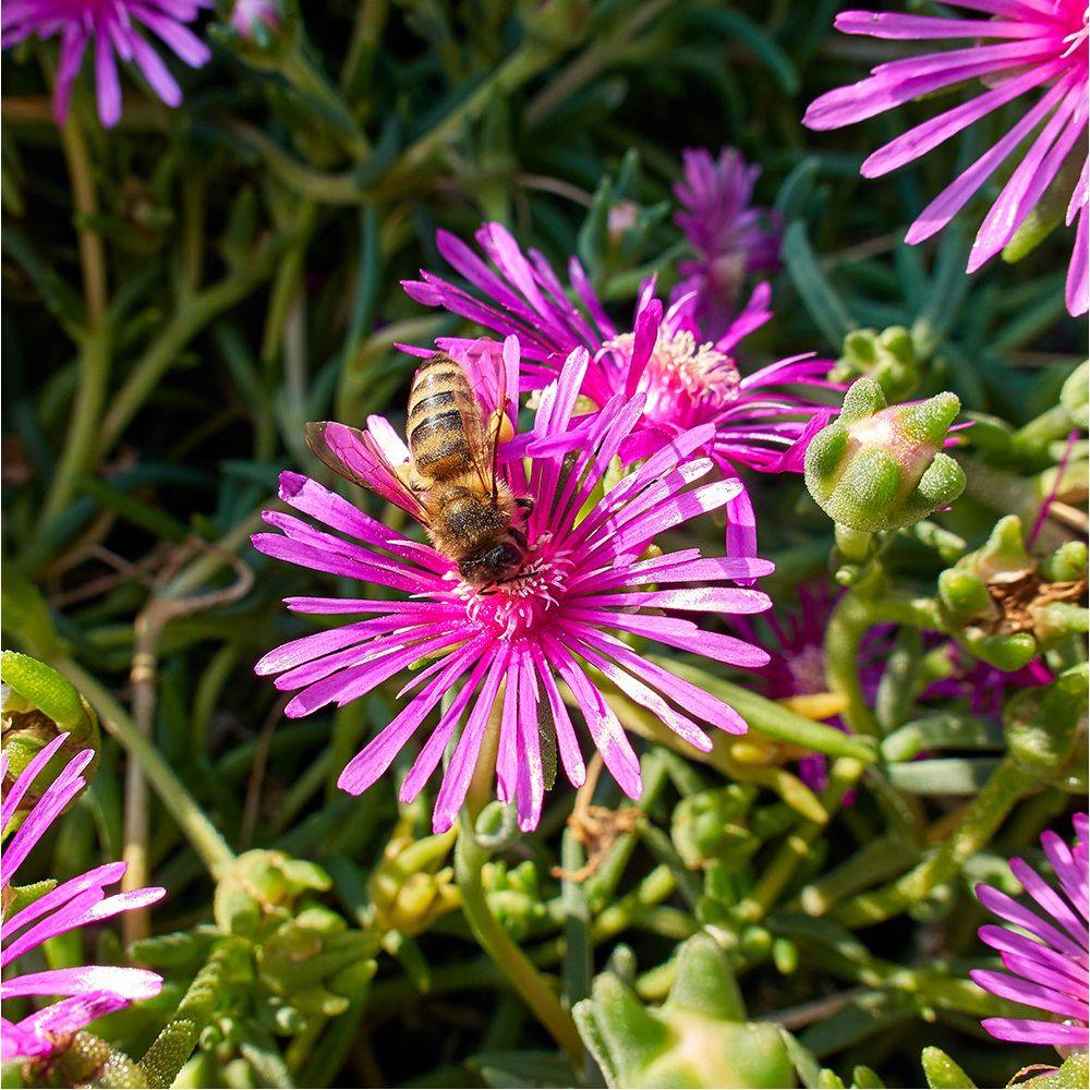 Delosperma cooperi - Image 2