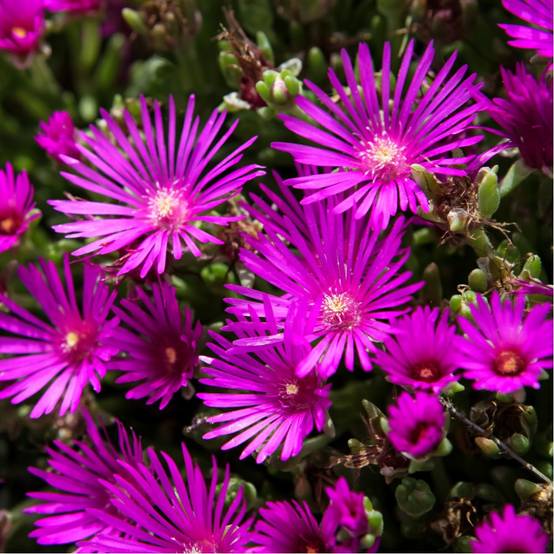 Delosperma cooperi - Image 1