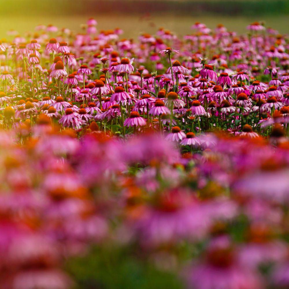 Echinacea purpurea lot de 3