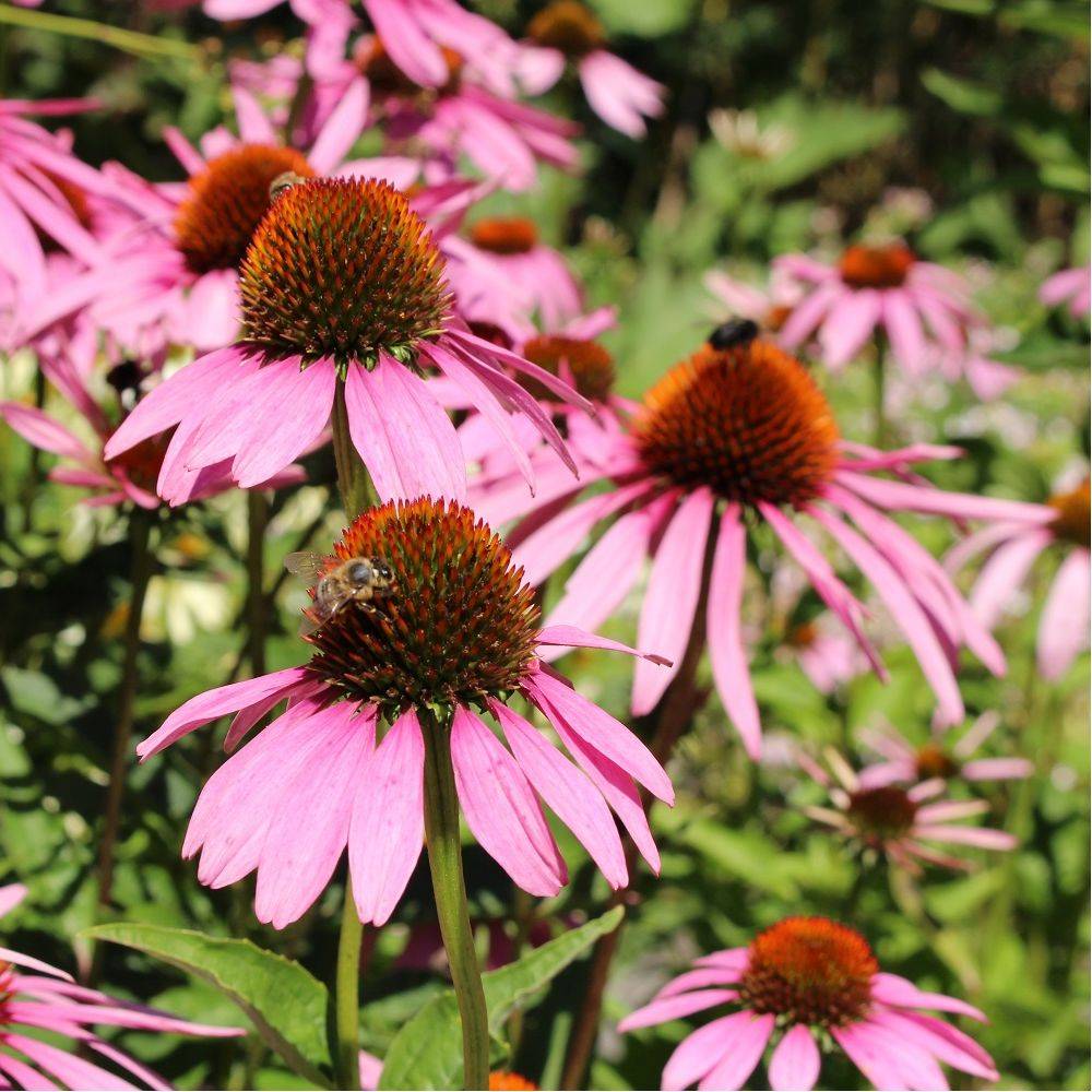 Echinacea purpurea lot de 3 - Image 2