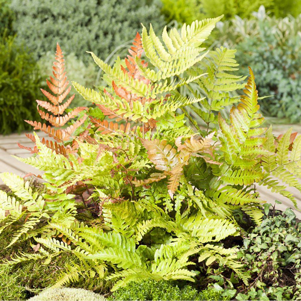 Fougère Dryopteris erythrosora - Image 2