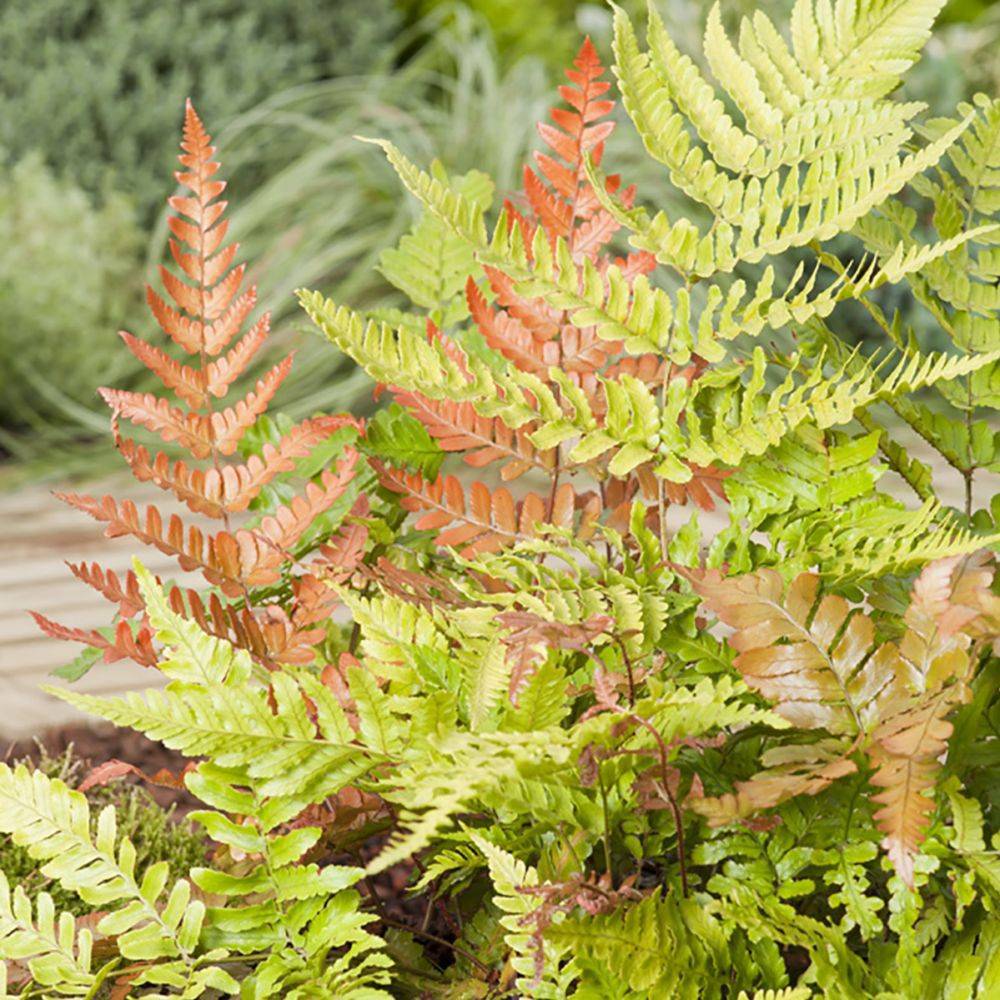 Fougère Dryopteris erythrosora - Image 1