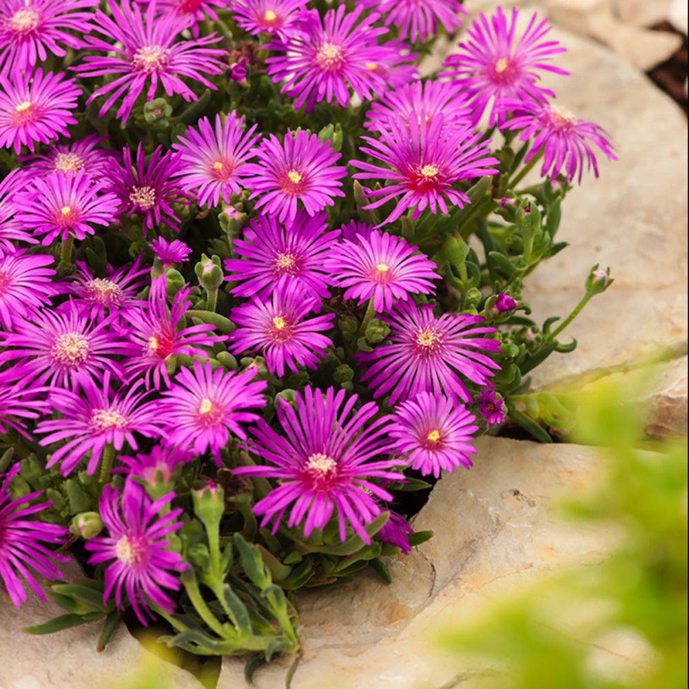 Delosperma cooperi - Image 3