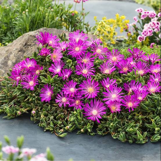 Delosperma cooperi - Image 1
