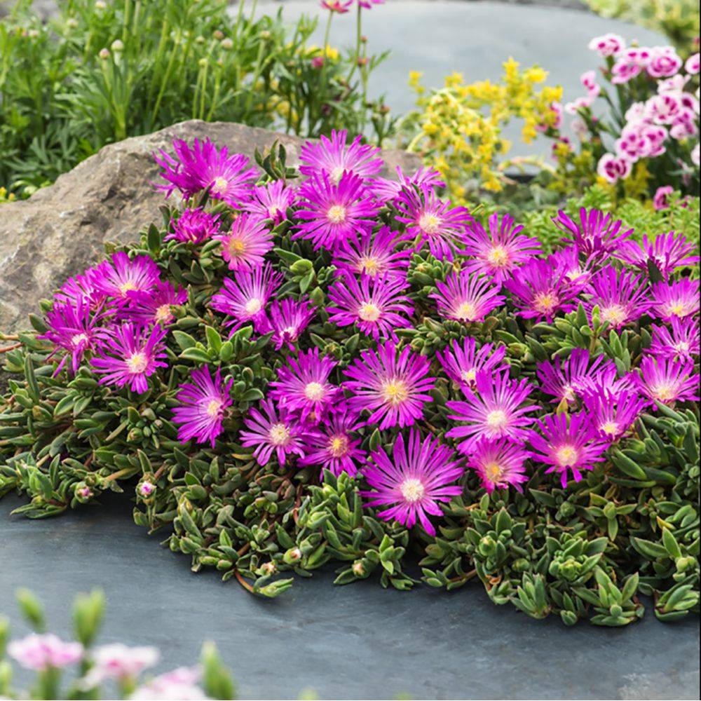 Delosperma cooperi - Image 1