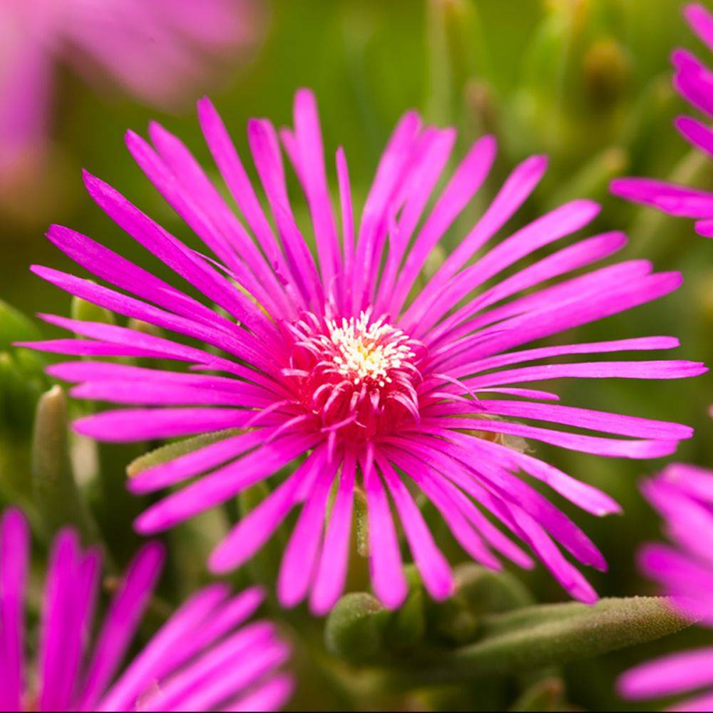 Delosperma cooperi - Image 2