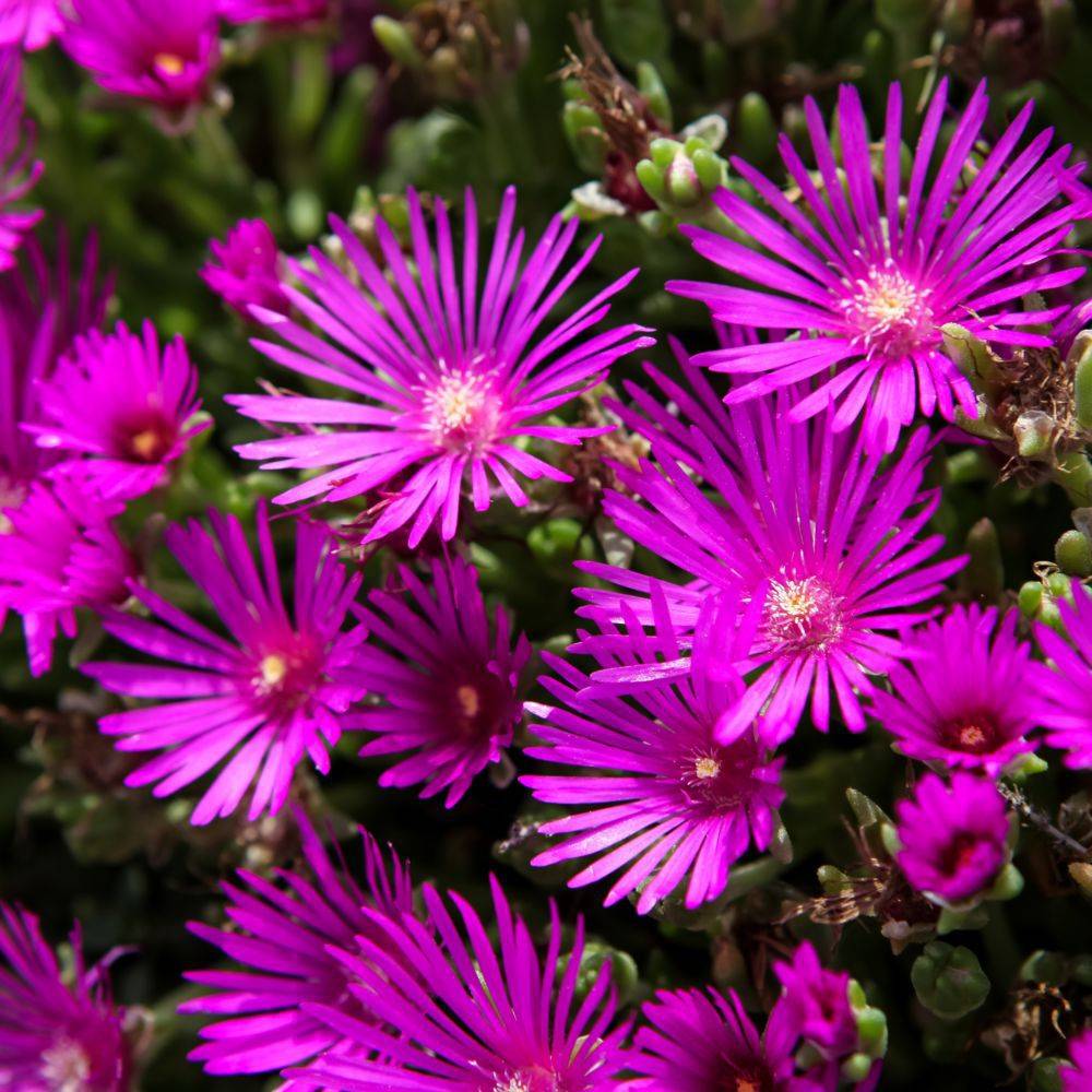 Delosperma cooperi - Image 4