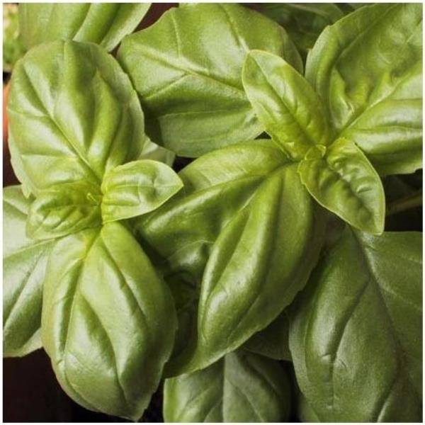 Basilic grand vert lot de 3 - Image 1