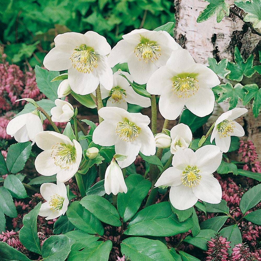 Héllébore blanche - Rose de Noël lot de 3 - Image 6