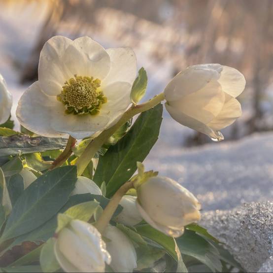 Héllébore blanche - Rose de Noël lot de 3 - Image 4