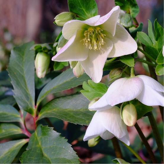Héllébore blanche - Rose de Noël lot de 3 - Image 3