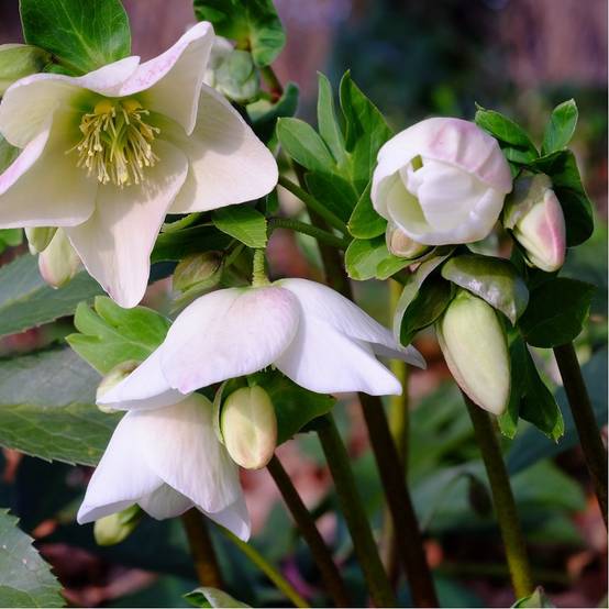 Héllébore blanche - Rose de Noël lot de 3 - Image 2