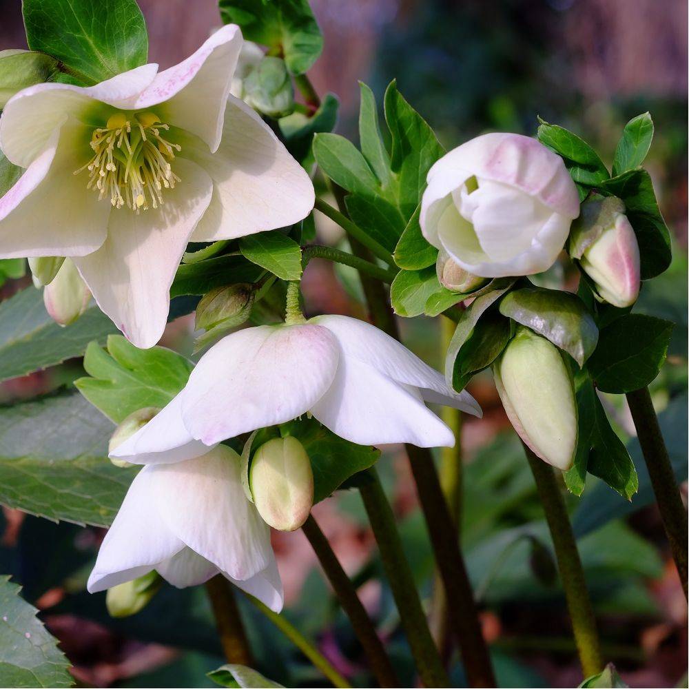 Héllébore blanche - Rose de Noël lot de 3 - Image 2