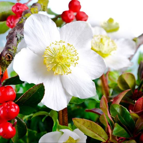 Héllébore blanche - Rose de Noël lot de 3 - Image 5