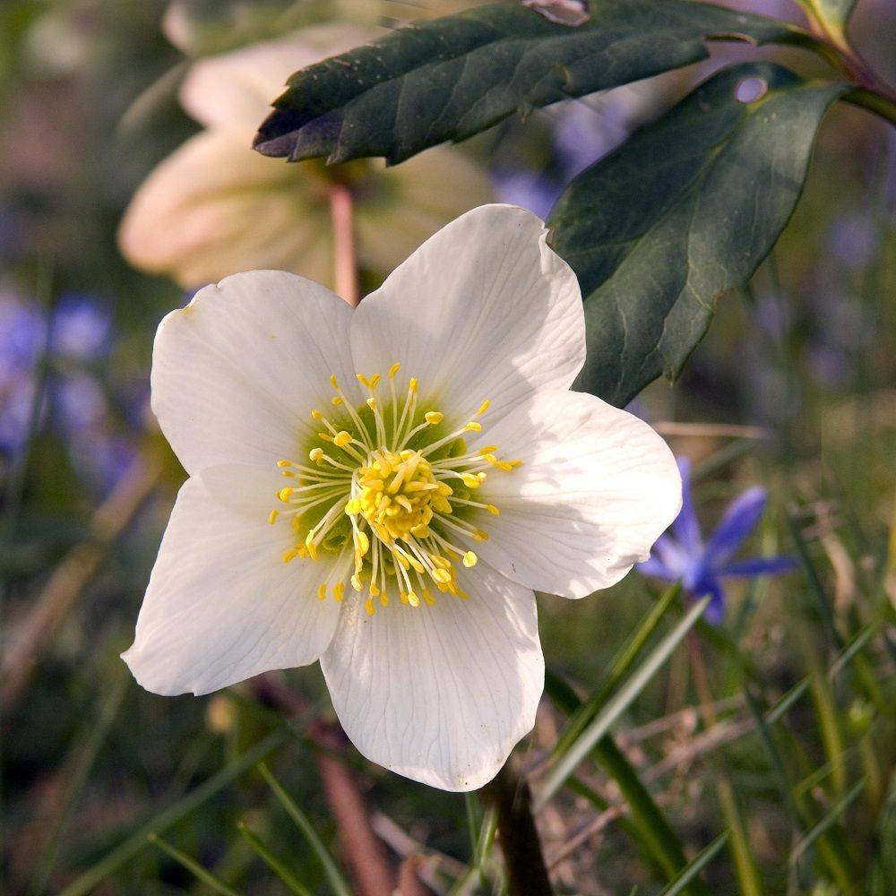 Héllébore blanche - Rose de Noël lot de 3 - Image 7