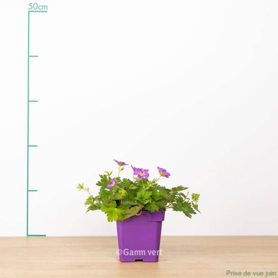 Géranium vivace 'Rozanne'® - Image 2