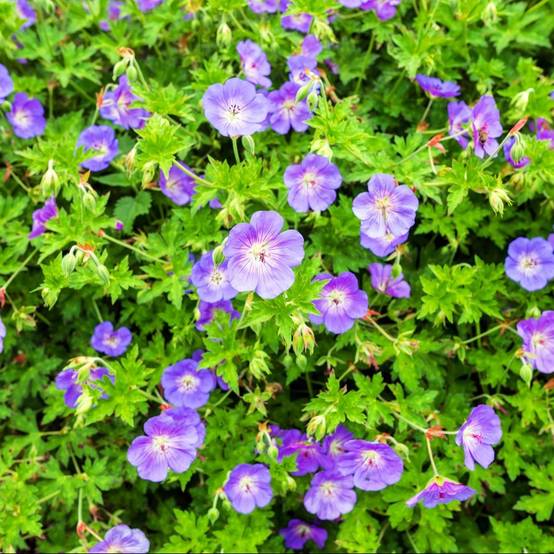 Géranium vivace 'Rozanne'® - Image 1
