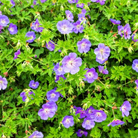 Géranium vivace 'Rozanne'® lot de 3 - Image 1