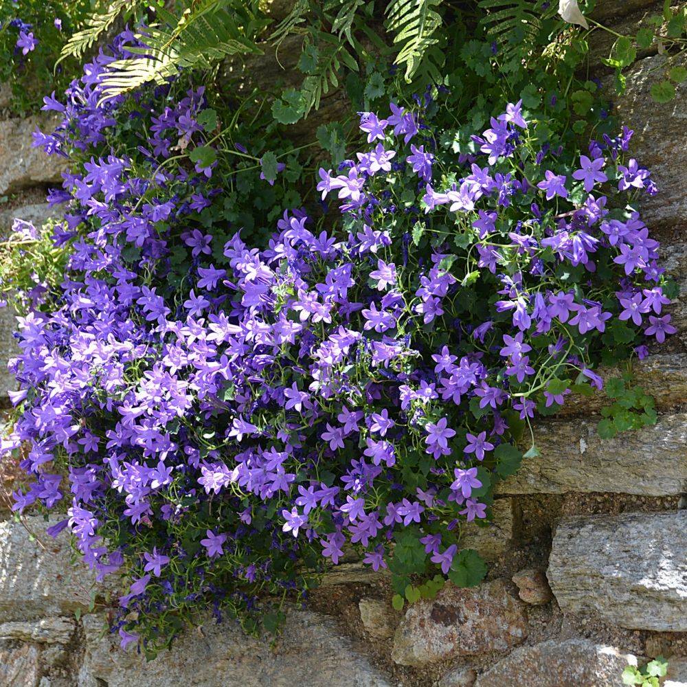 Campanule des murs - Image 4