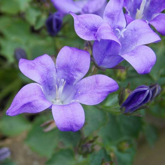 Campanule des murs - Image 1