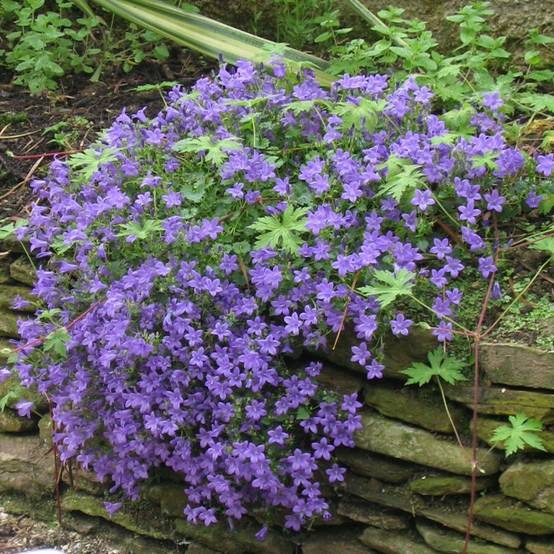 Campanule des murs - Image 3