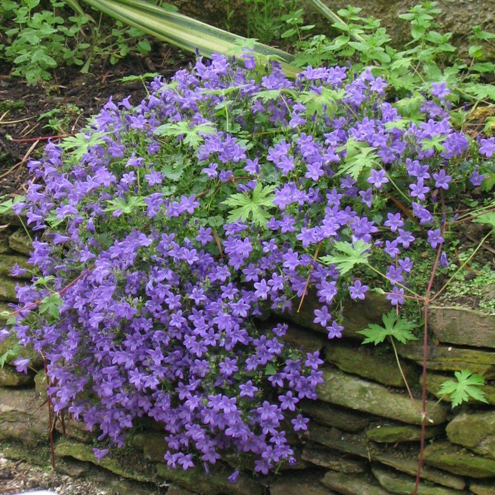 Campanule des murs - Image 3