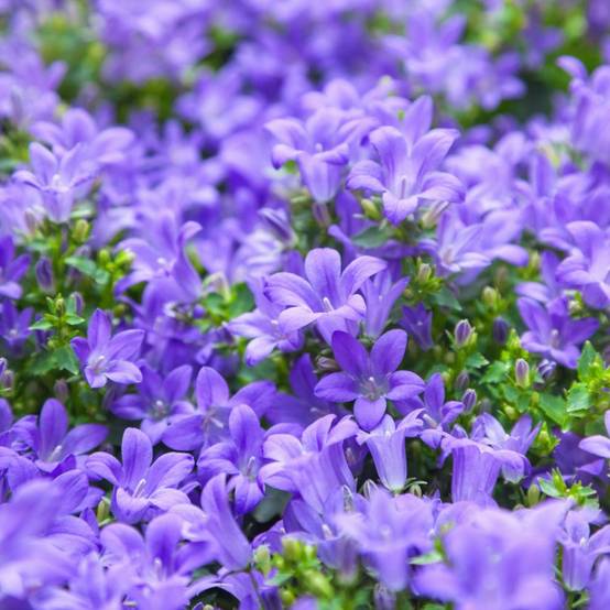 Campanule des murs - Image 2