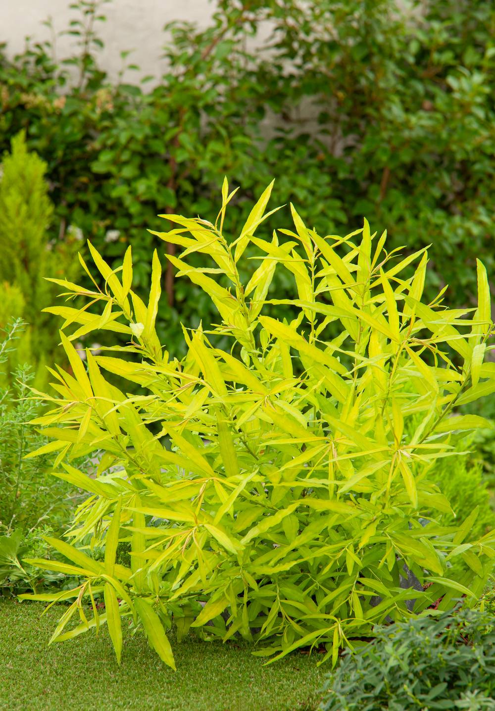 Aster 'Golden Sunshine'