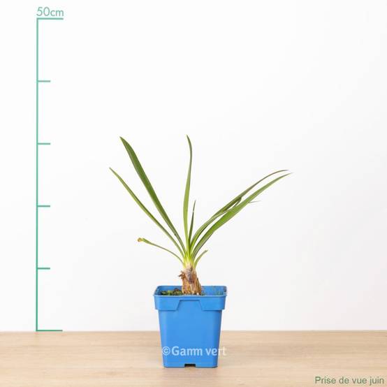 Agapanthe bleue Pitchoune® Blue - Image 3