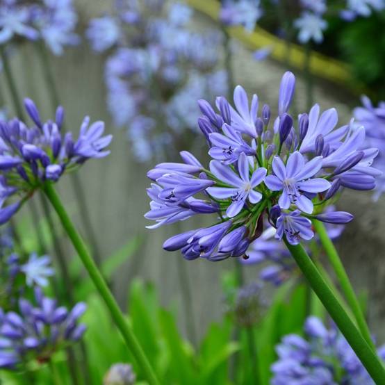 Agapanthe bleue Pitchoune® Blue - Image 1