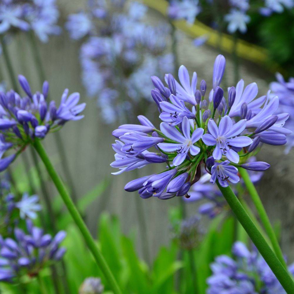 Agapanthe bleue Pitchoune® Blue - Image 1