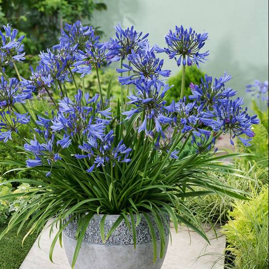 Agapanthe bleue Pitchoune® Blue - Image 4