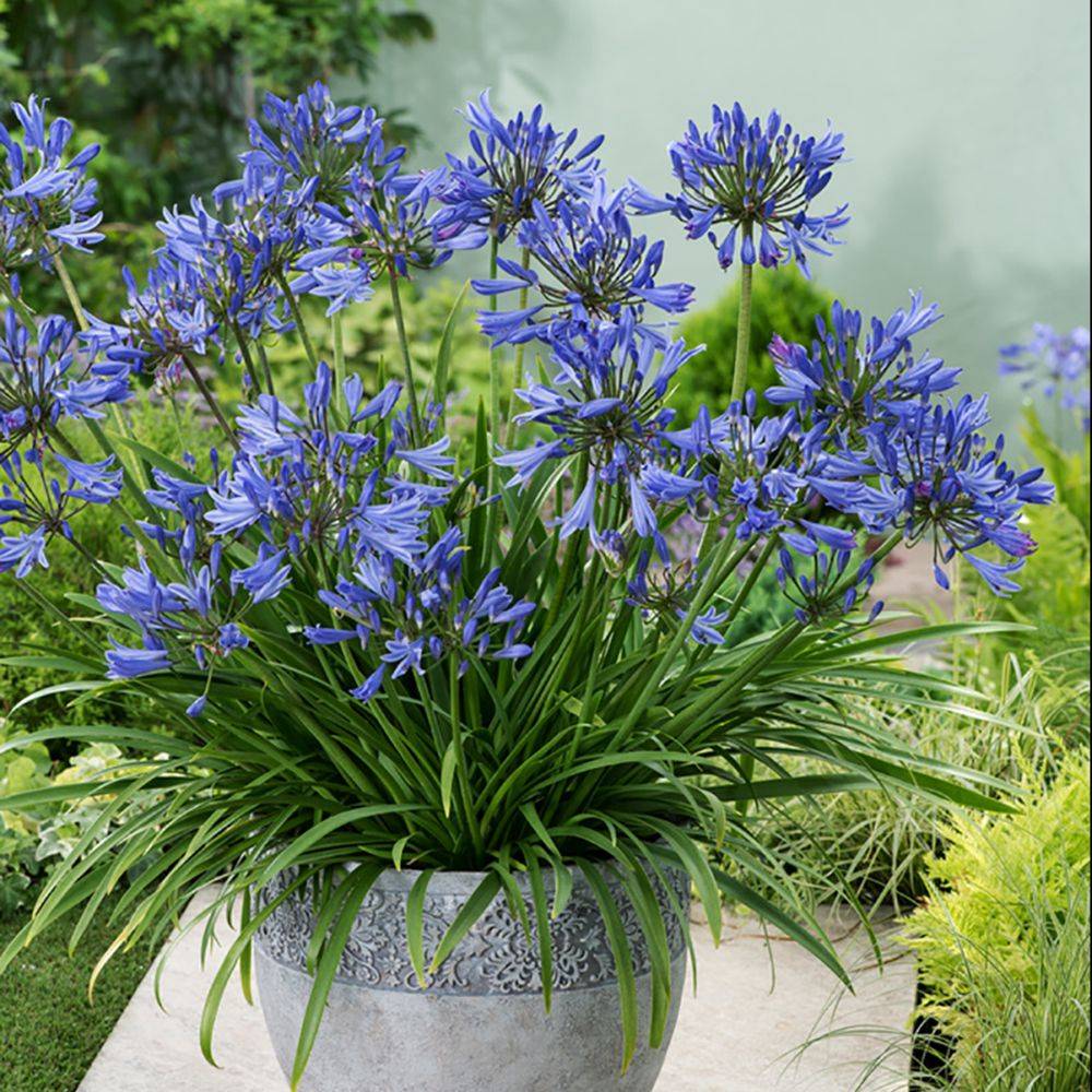 Agapanthe bleue Pitchoune® Blue - Image 4