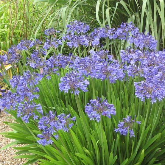 Agapanthe bleue Pitchoune® Blue - Image 2