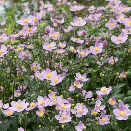 Anemone hupehensis september charm lot de 3 - Image 2